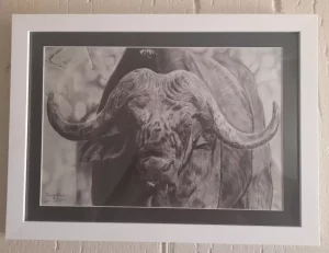 Buffalo Bull