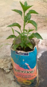 Hot Pepper Chilli Plant (mhiripiri)
