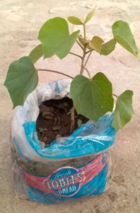 Snot Apple Seedling (mutohwe)