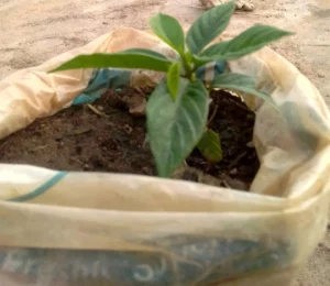 Bird Plum Seedling (nyii)