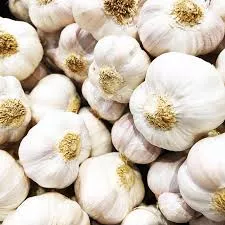 Garlic