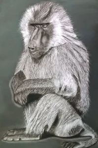 Baboon Portrait