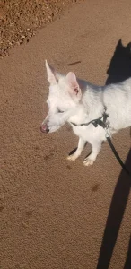 Swiss Shepherd Photoshoot