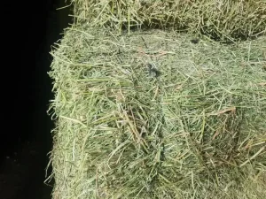 Lucerne/alfalfa Hay Bales