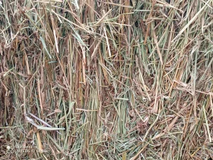 Katambora/rhodes Grass Hay Bales